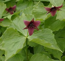 Red trillium